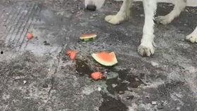娱乐吃瓜酱中华田园犬