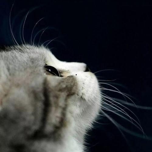 娱乐吃瓜君与猫